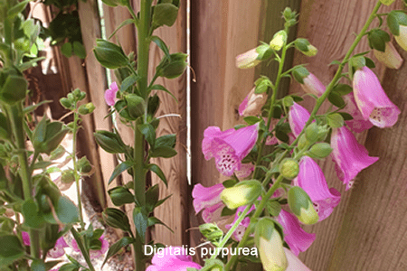 Dedalera (Digitalis purpurea)