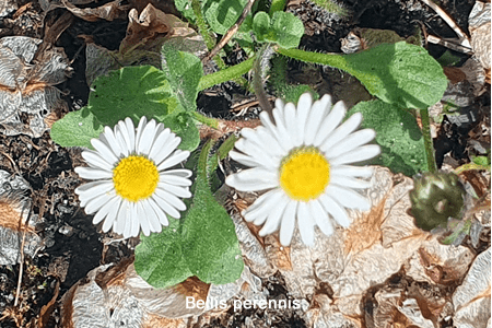 Margarita menor (Bellis perennis)