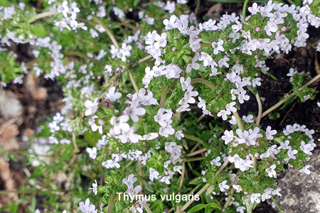 Tomillo (Thymus vulgaris)