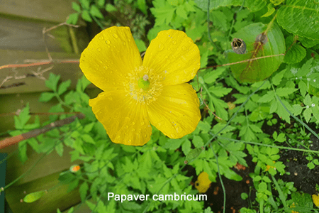 Amapola amarilla (Papaver cambricum)