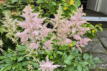 Astilbe (Astilbe japonica)