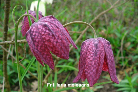 Cabeza de serpiente (Fritillaria meleagris)