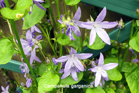 Campana estrella (Campanula garganica)