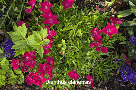 Clavelina (Dianthus chinensis)