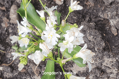 Levisia (Lewisia cotyledon)