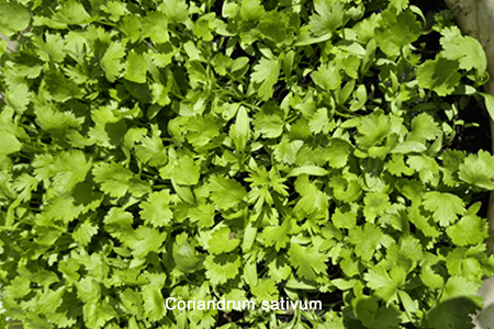 Coriander (Coriandrum sativum)