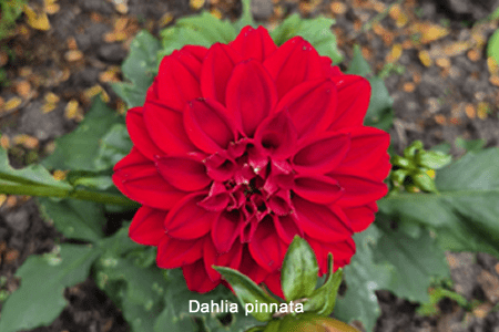 Dalia (Dahlia pinnata)