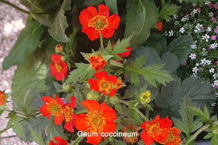 Hierba San Benito (Geum coccineum)