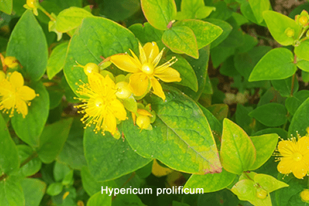 Hierba de San Juan (Hypericum prolificum)