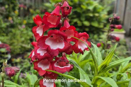 Jarritos (Penstemon barbatus)