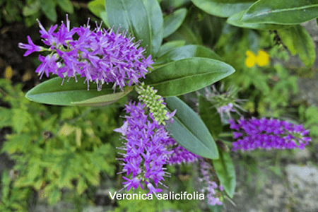 Koromiko (Veronica salicifolia)