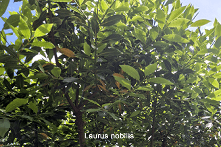 Laurel (Laurus nobilis)