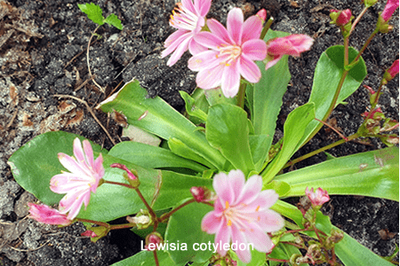 Pequeña frambuesa (Lewisia longipetala)