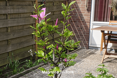 Magnolio (Magnolia lilliflora)