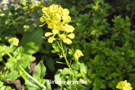 Mostaza de campo (Sinapis arvensis)