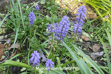 Nazareno (Muscari commutatum)