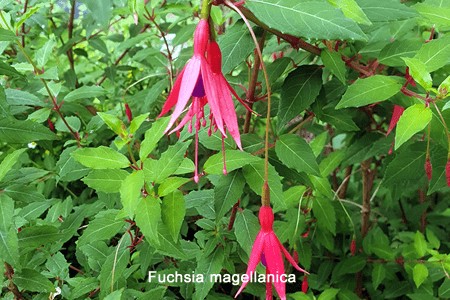 Pendientes de la reina (Fuchsia magellanica)