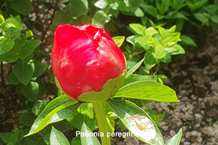 Peonía (Paeonia peregrina)