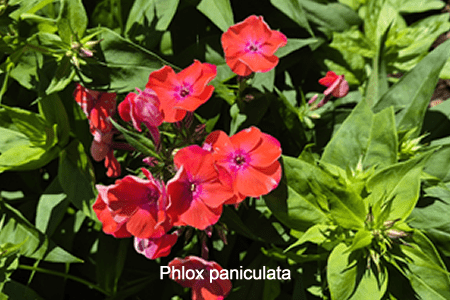 Aurora (Phlox paniculata)