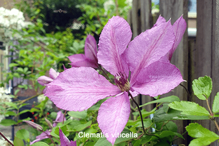 Prince Charles (Clematis viticella)