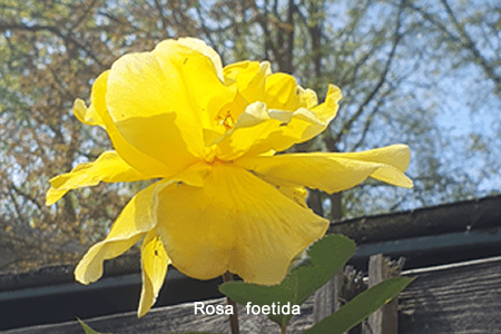 Rosa de Austria (Rosa foetida)