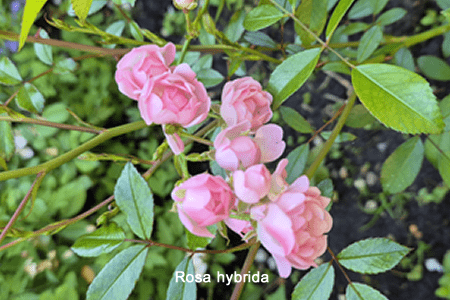 Rosa de pitimini (Rosa hybrida)