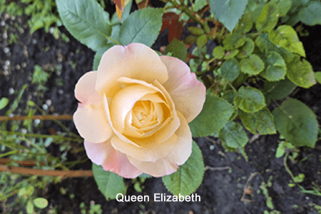 Rosa grandiflora (Queen Elizabeth)