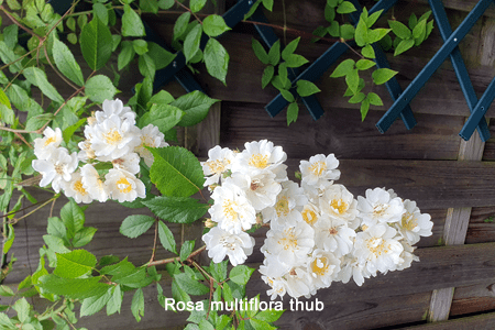 Rosa japonesa (Rosa multiflora thub)