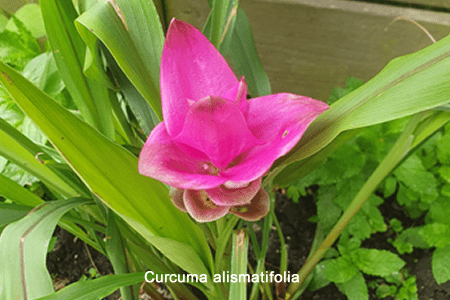 Tulipán de Siam (Curcuma alismatifolia)