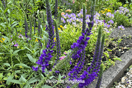 Veronica (longifolia)