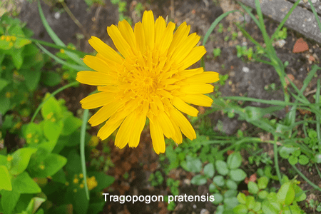 Barba cabruna (Tragopogon pratensis)