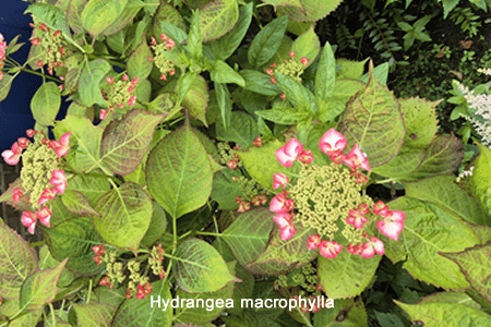 Hortensia (Hydrangea macrophylla)