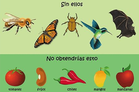 Acerca de mi jardín