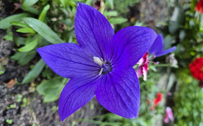 Campanula (Platycodon grandiflorus)