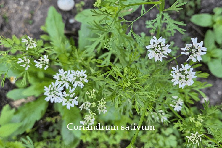 Cilantro (Coriandrum sativum)