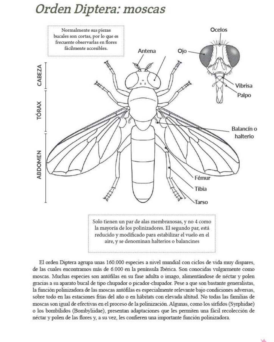 Dípteros