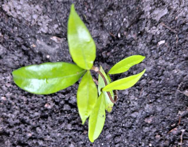 Jazmín estrellado (Trachelospermum jasminoides)