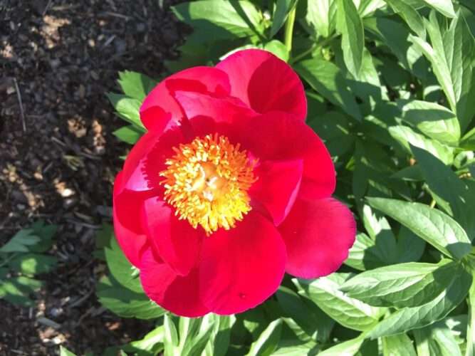 La melodía de mis flores