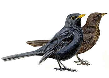 Mirlos (Turdus merula) en el jardín Mirlos (Turdus merula) en el jardín